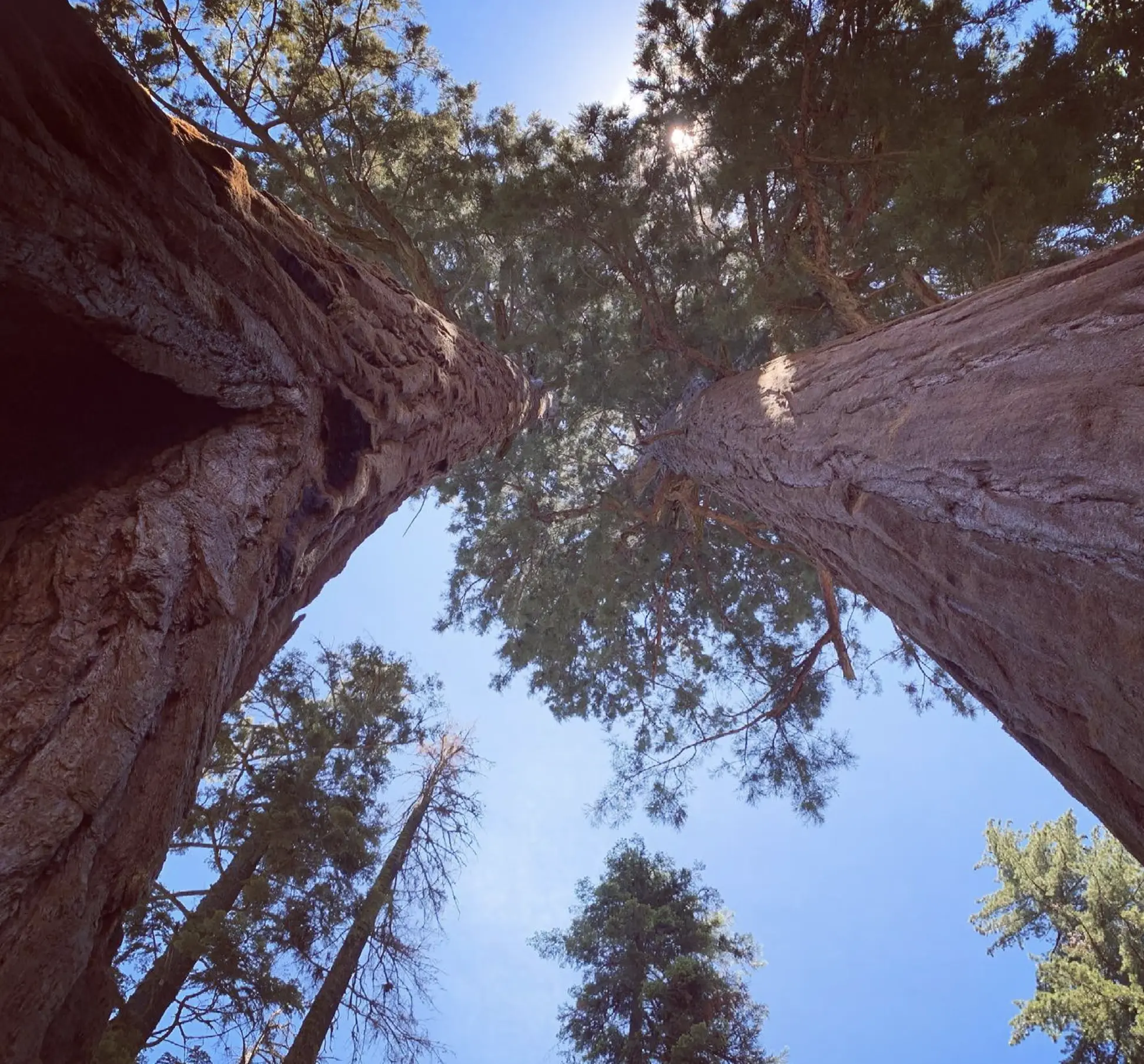 Sequoia Grove